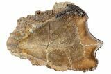 Rooted Triceratops Tooth - South Dakota #73877-2